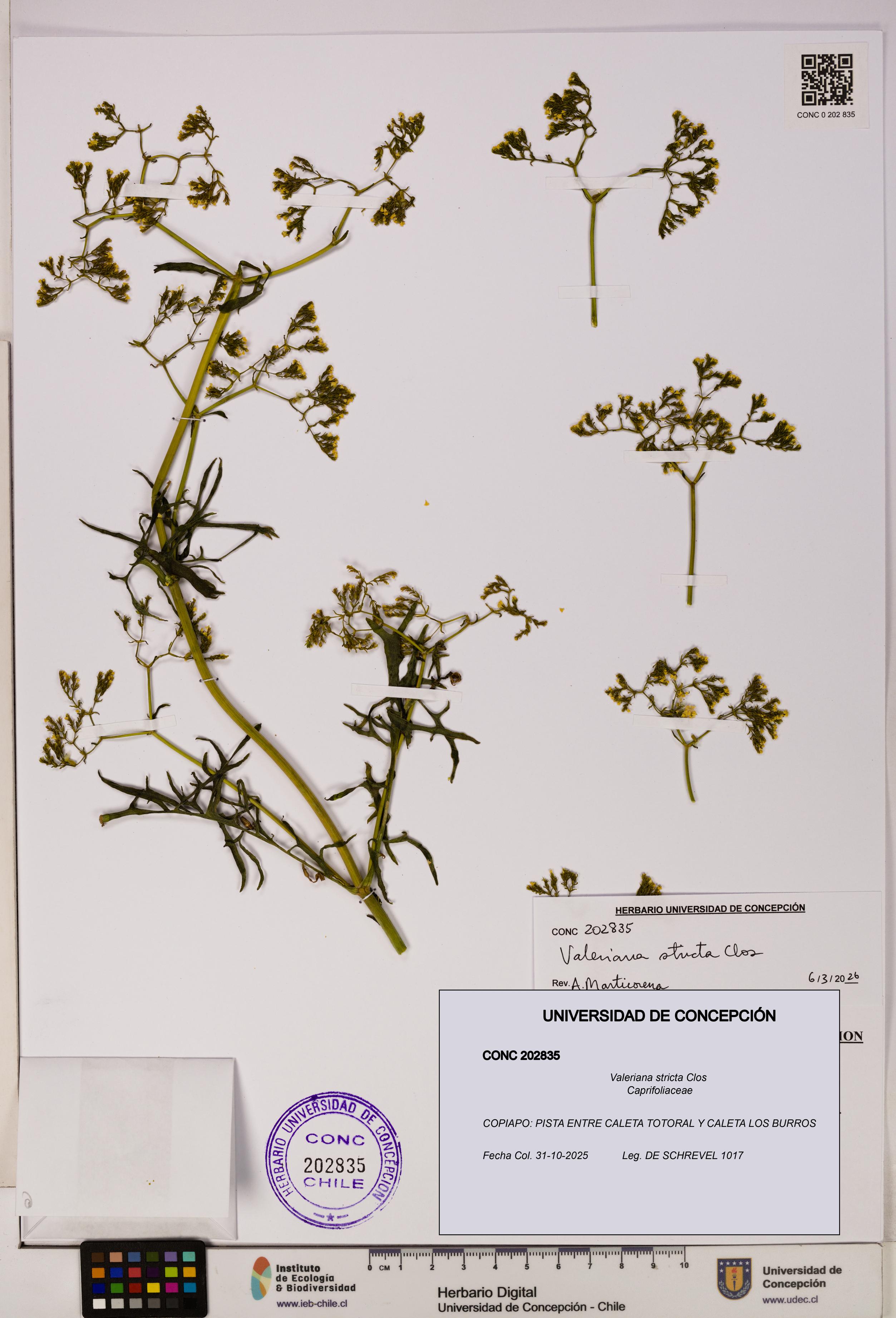 Valeriana stricta [Espécimen: UDEC:CONC:0202835]