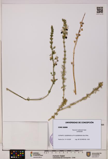 Teucrium nudicaule [Espécimen: UDEC:CONC:0202838]