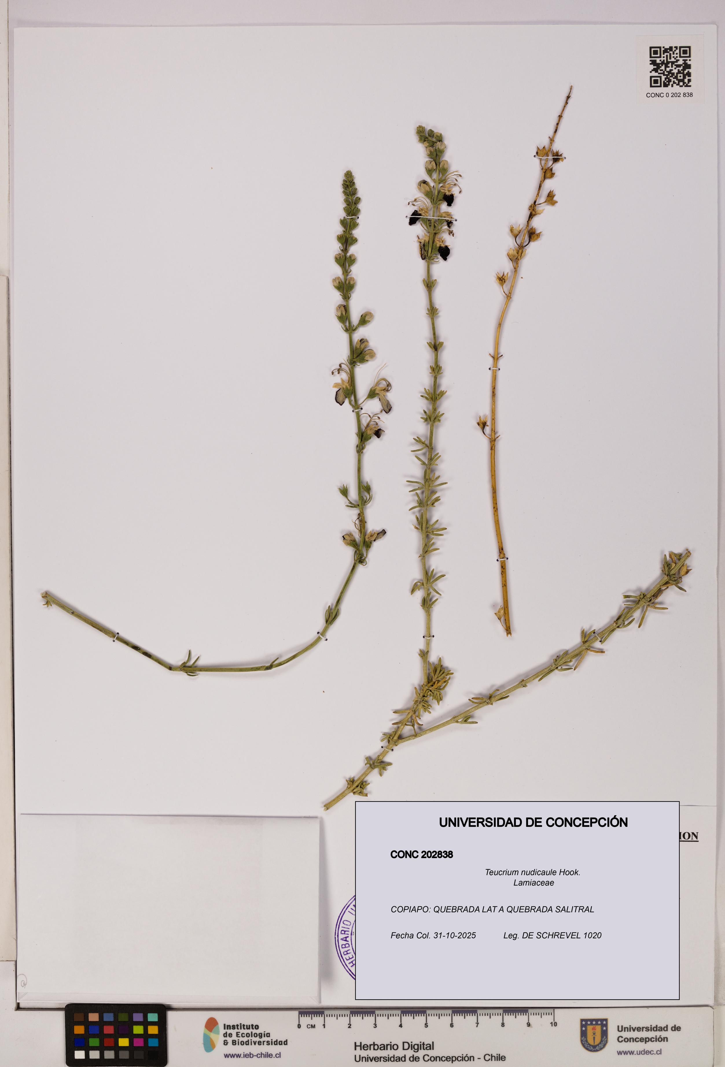 Teucrium nudicaule [Espécimen: UDEC:CONC:0202838]