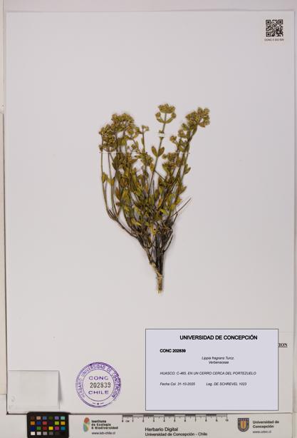 Lippia fragrans [Espécimen: UDEC:CONC:0202839]