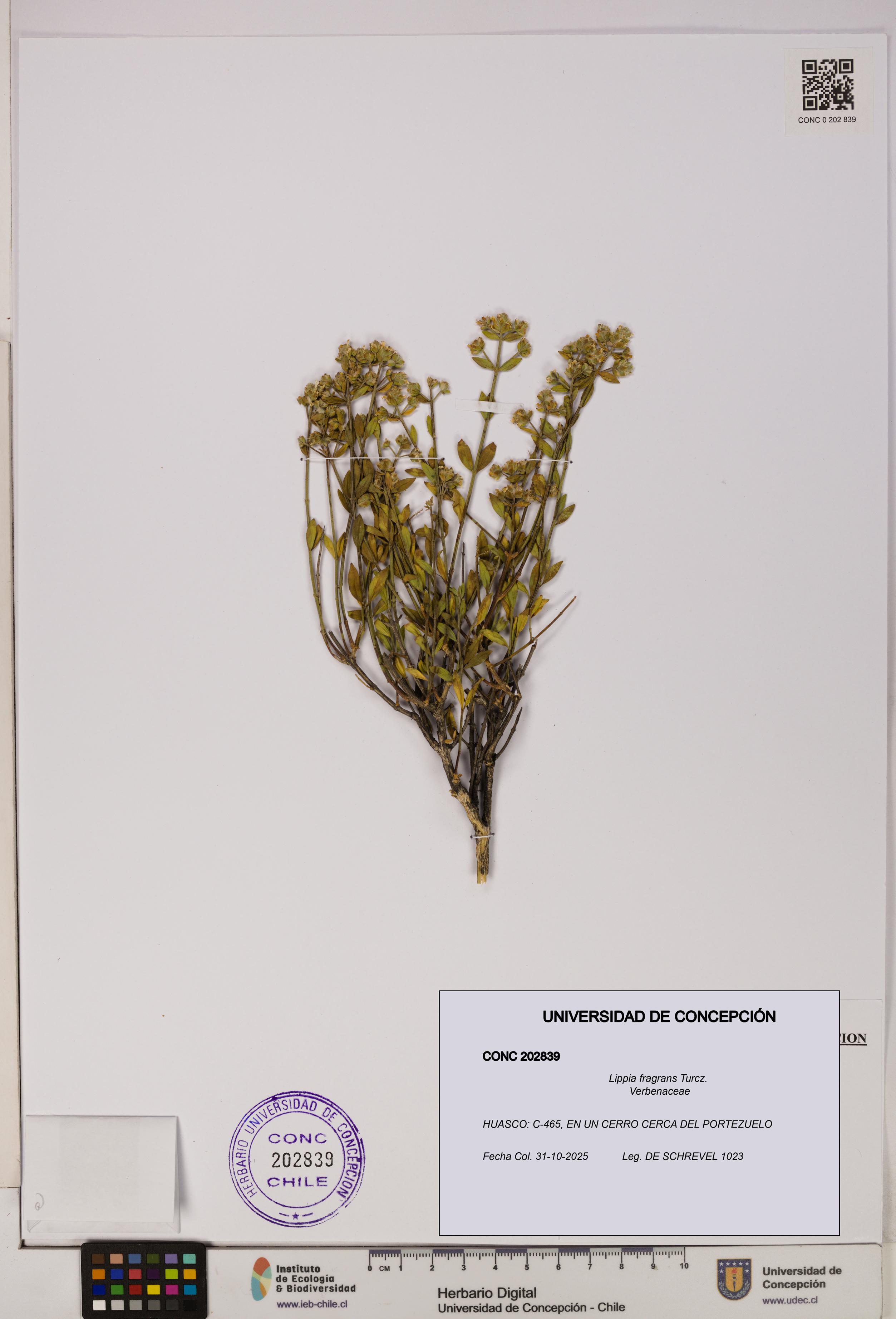 Lippia fragrans [Espécimen: UDEC:CONC:0202839]
