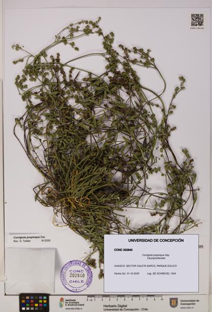 Corrigiola propinqua [Espécimen: UDEC:CONC:0202840]