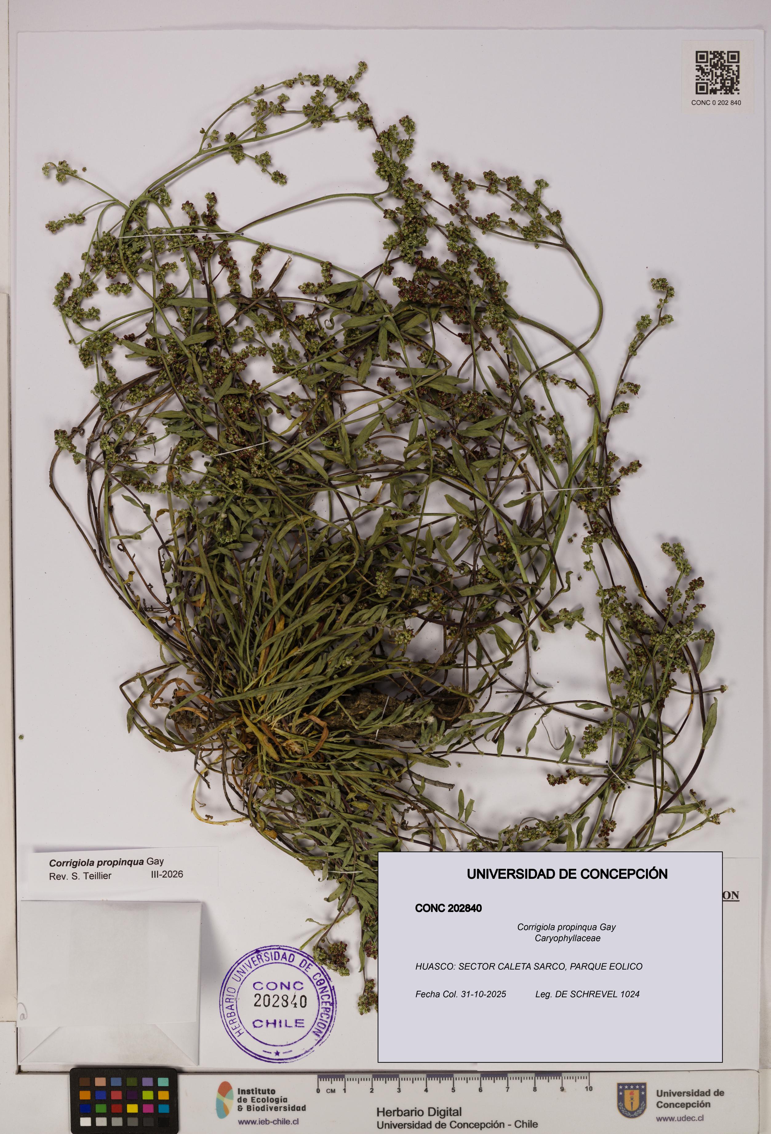 Corrigiola propinqua [Espécimen: UDEC:CONC:0202840]