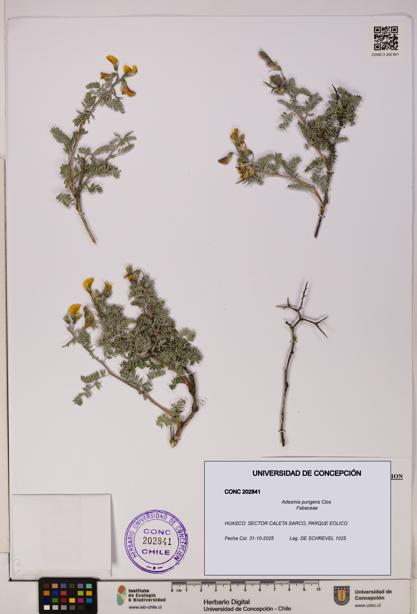 Adesmia pungens [Espécimen: UDEC:CONC:0202841]