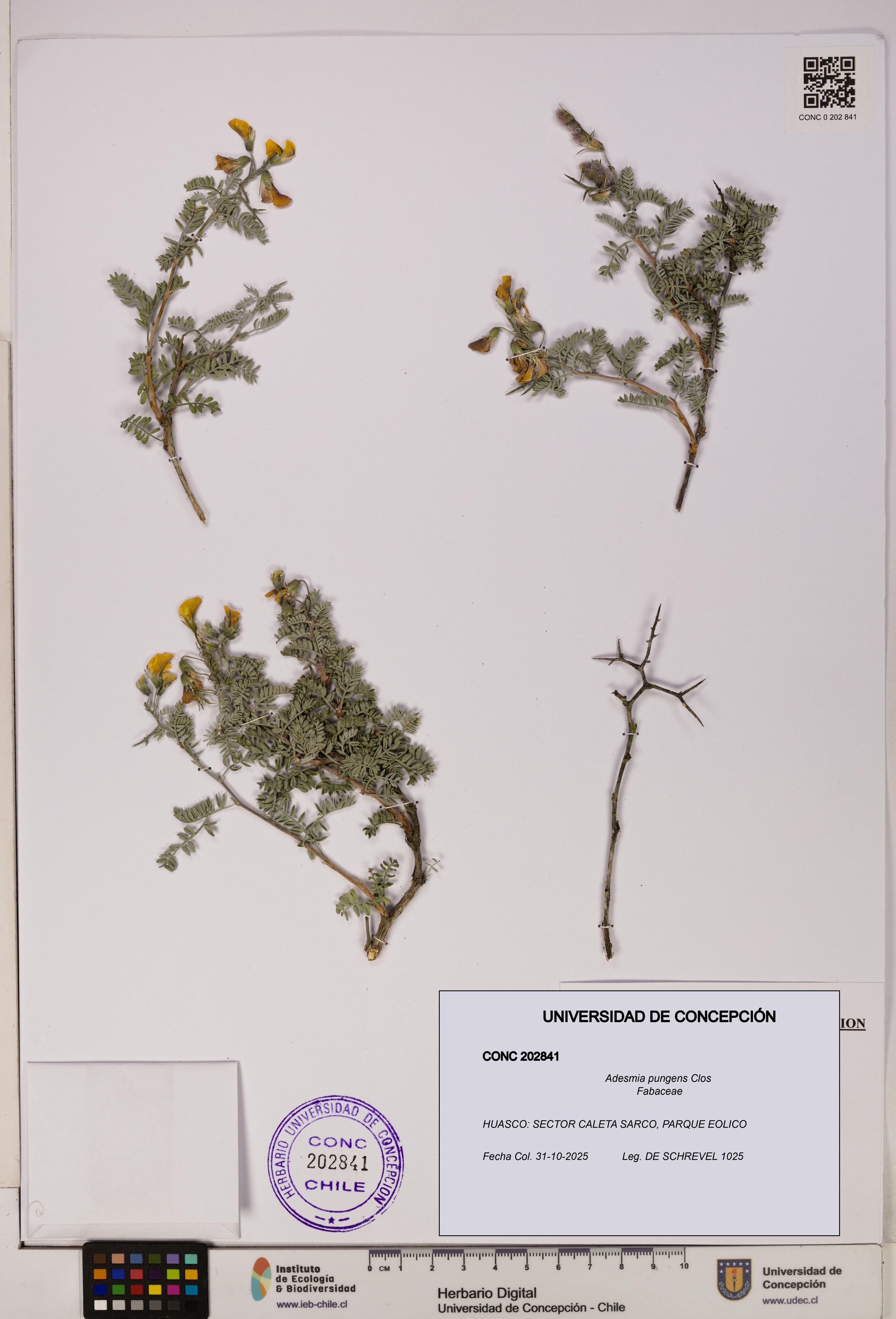 Adesmia pungens [Espécimen: UDEC:CONC:0202841]