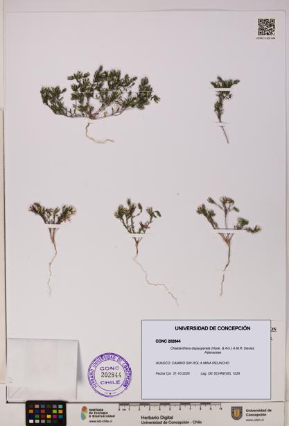 Chaetanthera depauperata [Espécimen: UDEC:CONC:0202844]