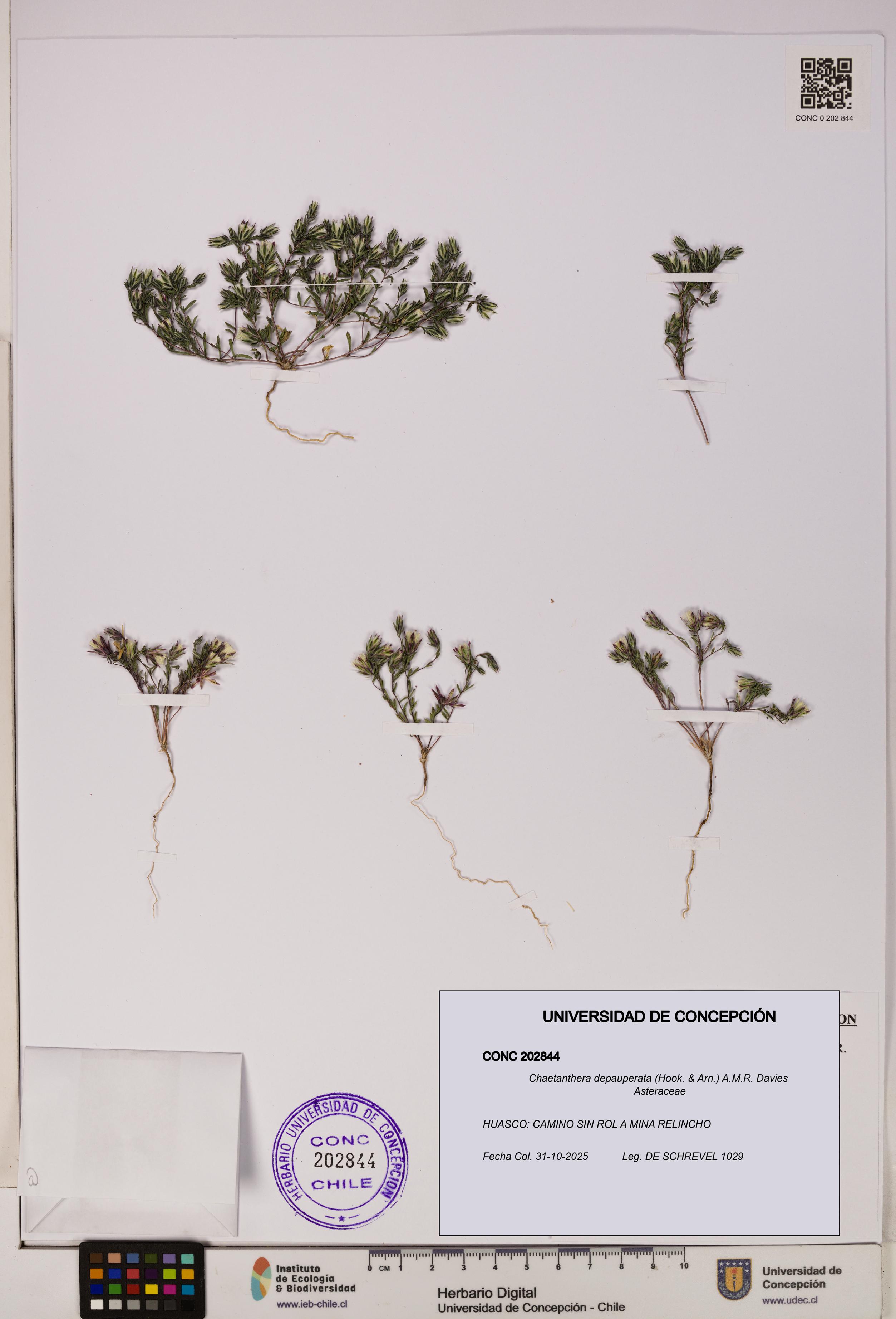 Chaetanthera depauperata [Espécimen: UDEC:CONC:0202844]