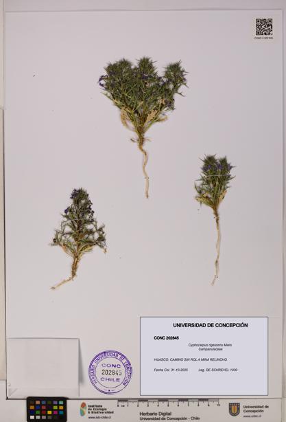 Cyphocarpus rigescens [Espécimen: UDEC:CONC:0202845]