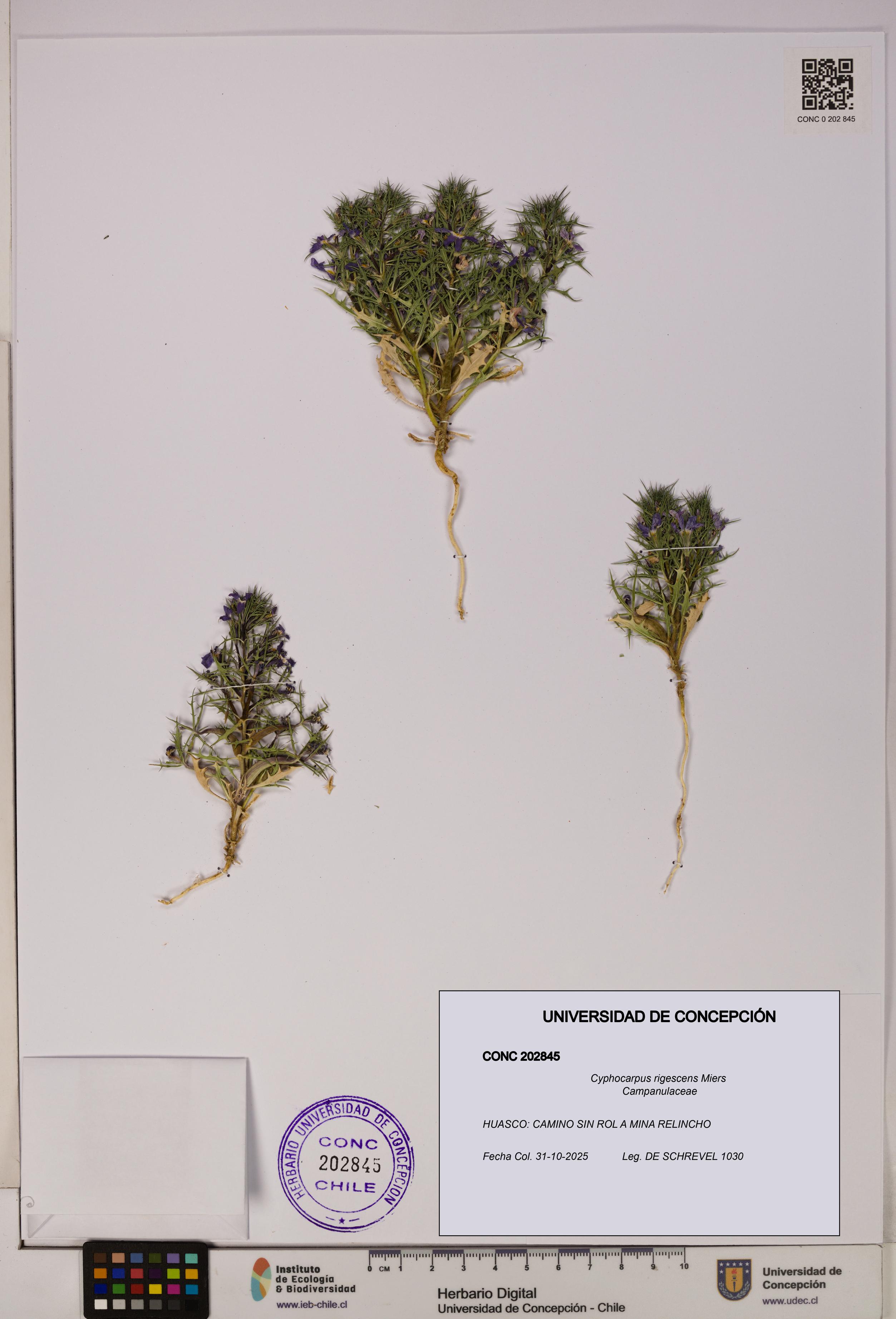 Cyphocarpus rigescens [Espécimen: UDEC:CONC:0202845]