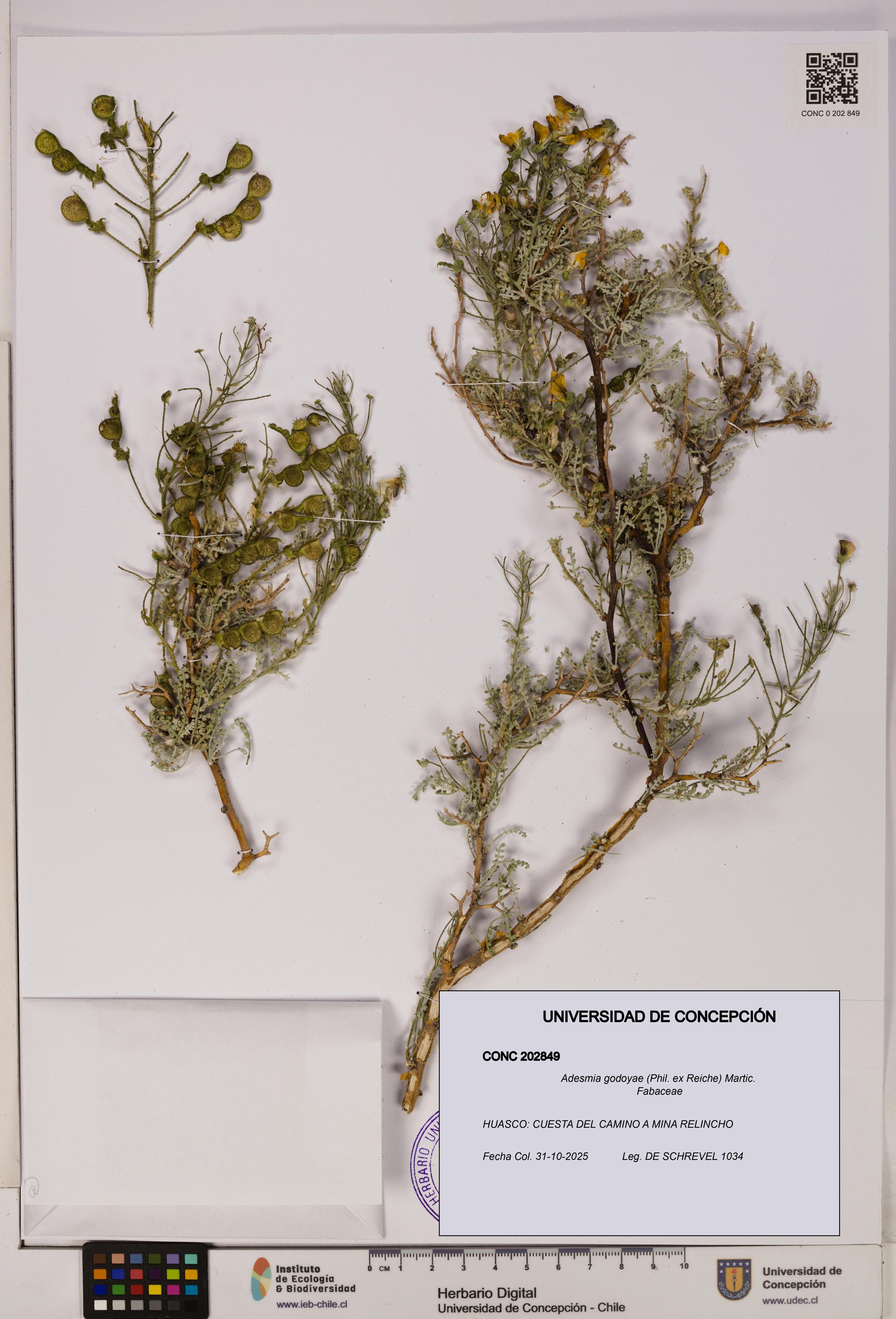 Adesmia godoyae [Espécimen: UDEC:CONC:0202849]