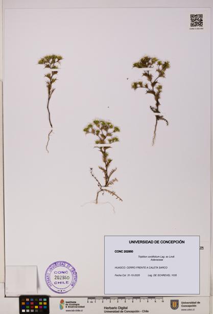 Triptilion cordifolium [Espécimen: UDEC:CONC:0202850]