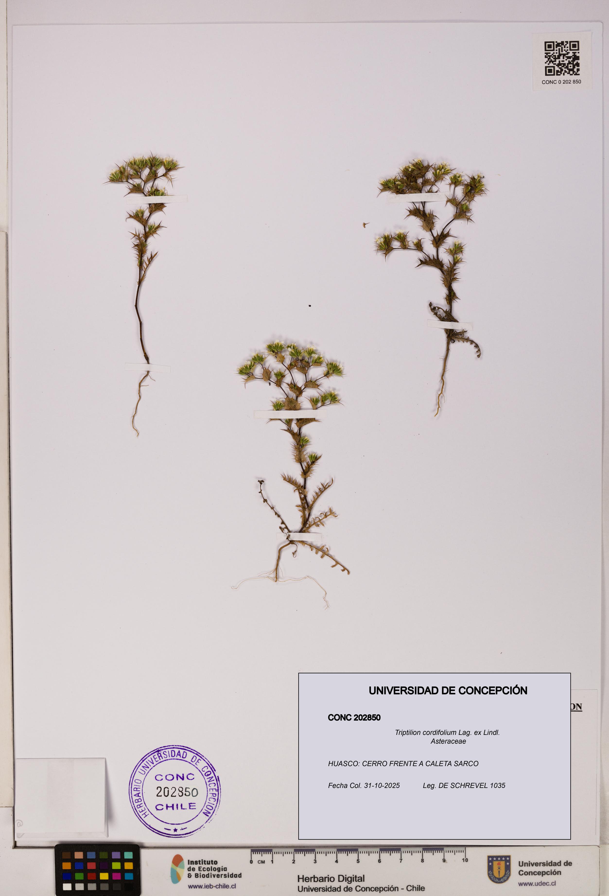 Triptilion cordifolium [Espécimen: UDEC:CONC:0202850]