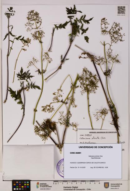 Valeriana stricta [Espécimen: UDEC:CONC:0202851]