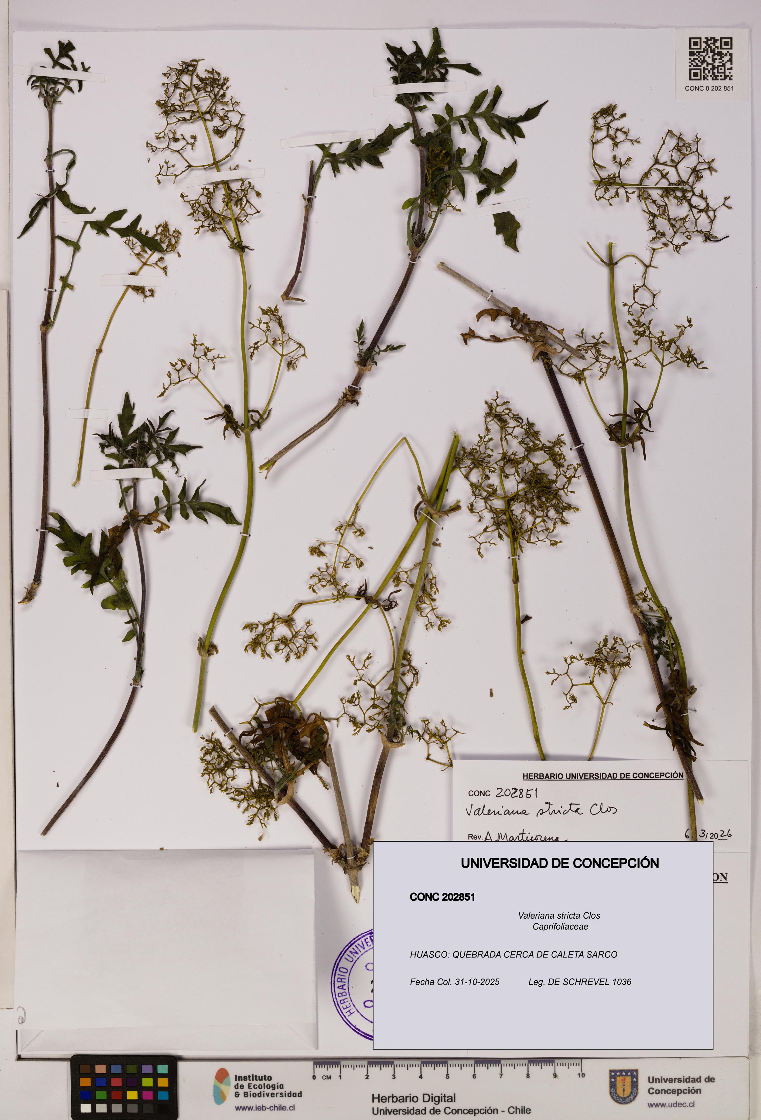 Valeriana stricta [Espécimen: UDEC:CONC:0202851]