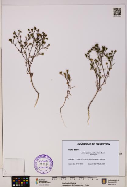 Amblyopappus pusillus [Espécimen: UDEC:CONC:0202854]