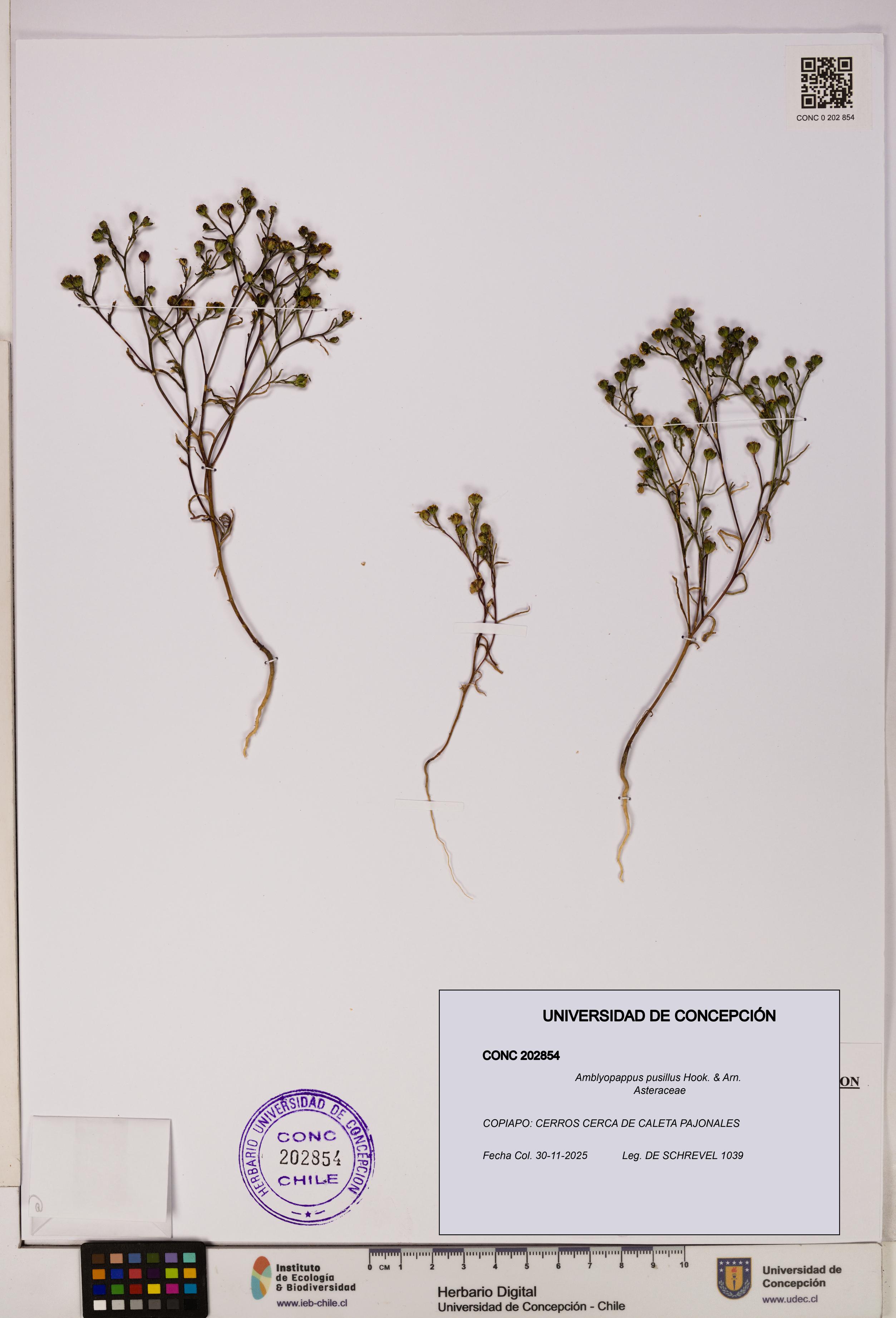 Amblyopappus pusillus [Espécimen: UDEC:CONC:0202854]