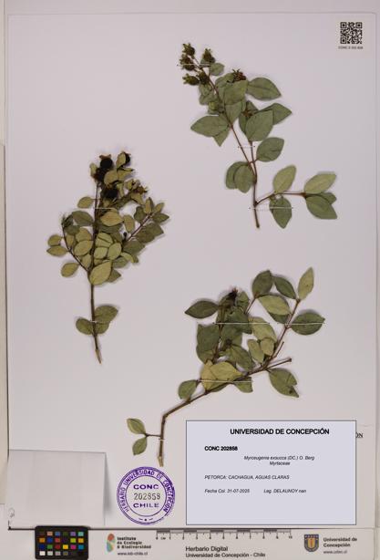 Myrceugenia exsucca [Espécimen: UDEC:CONC:0202858]