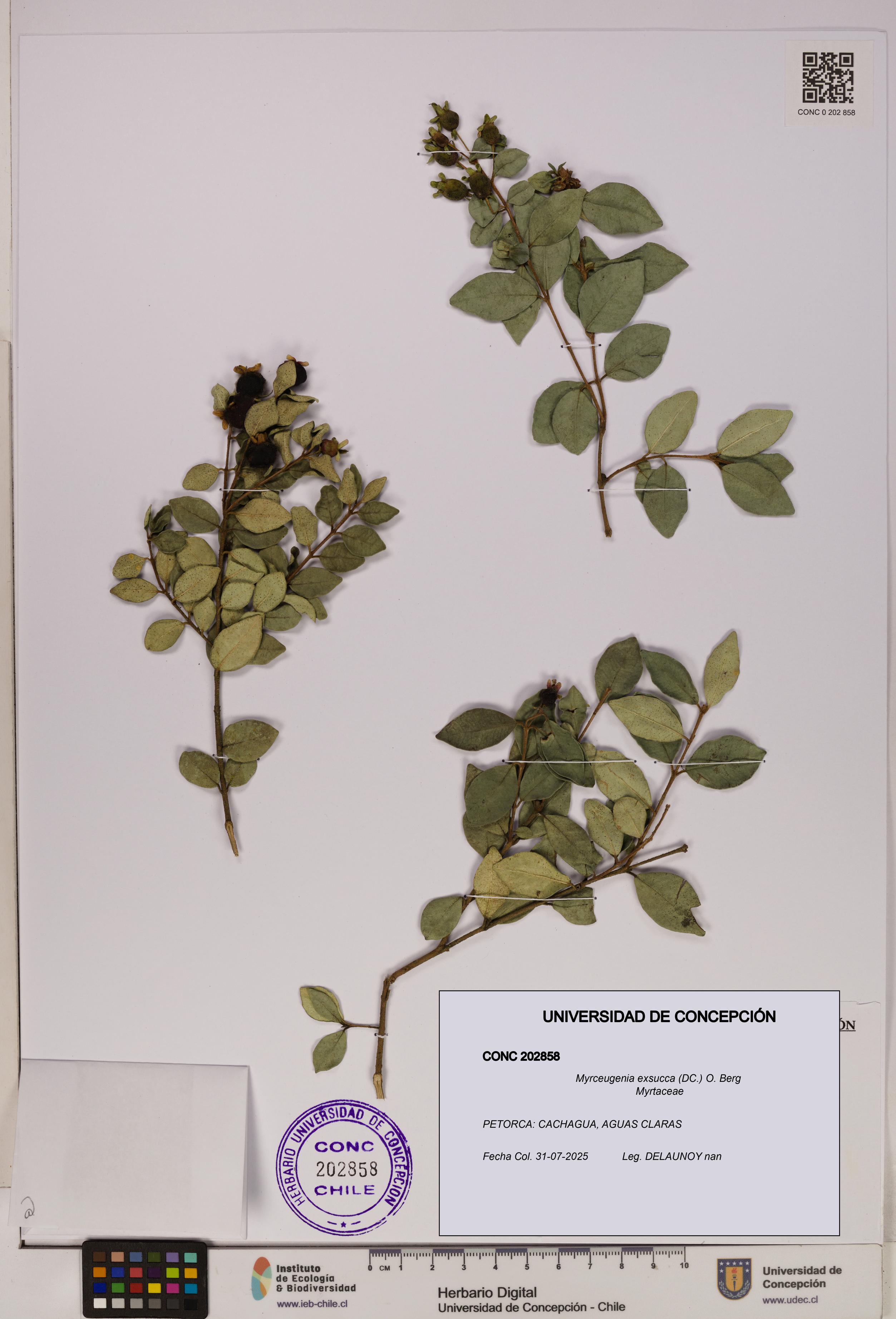 Myrceugenia exsucca [Espécimen: UDEC:CONC:0202858]