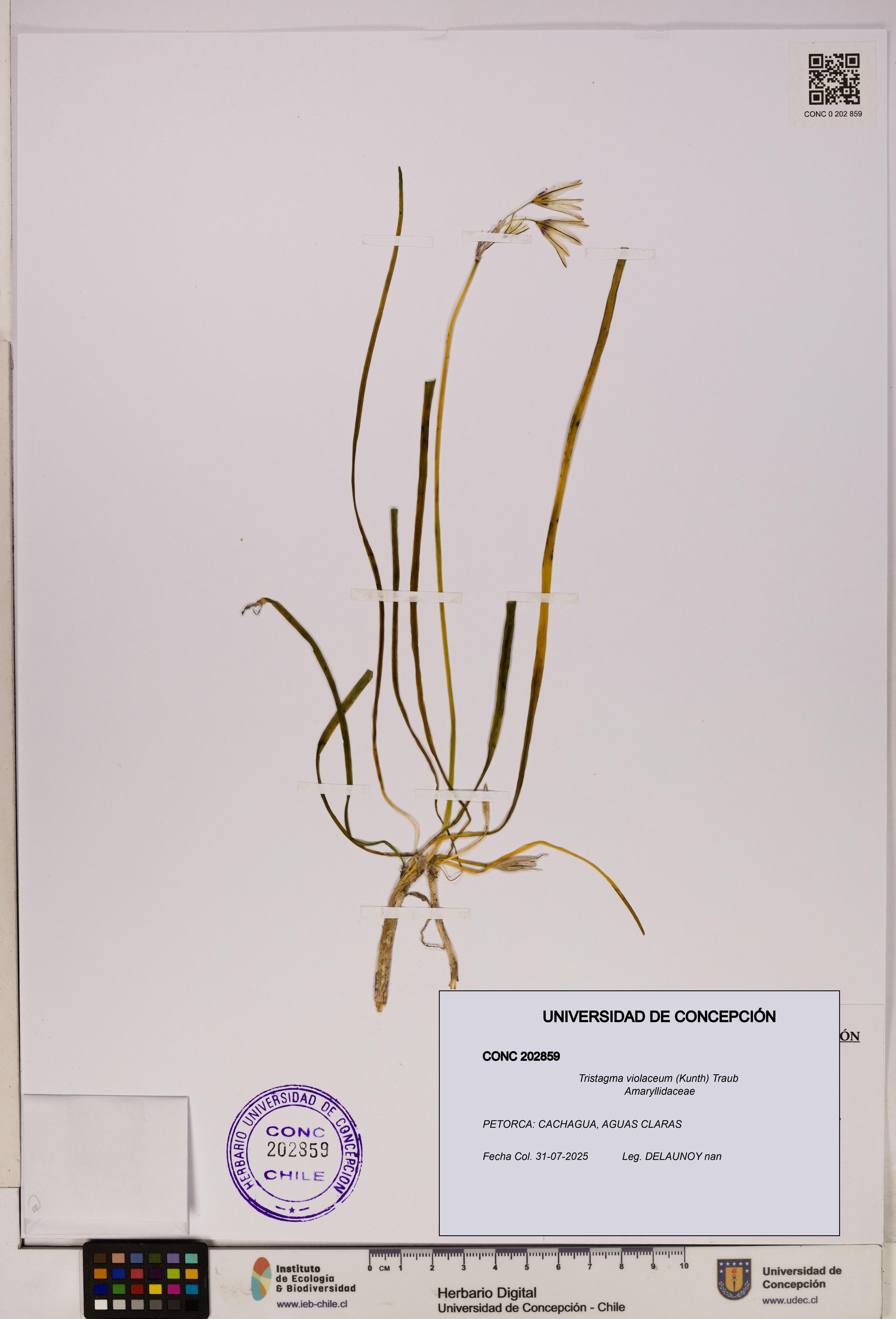 Tristagma violaceum [Espécimen: UDEC:CONC:0202859]