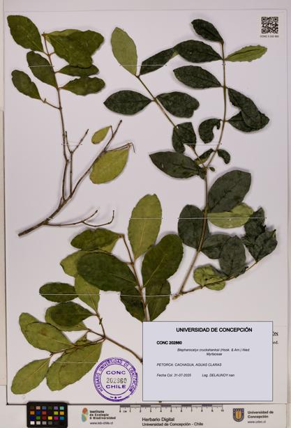 Blepharocalyx cruckshanksii [Espécimen: UDEC:CONC:0202860]