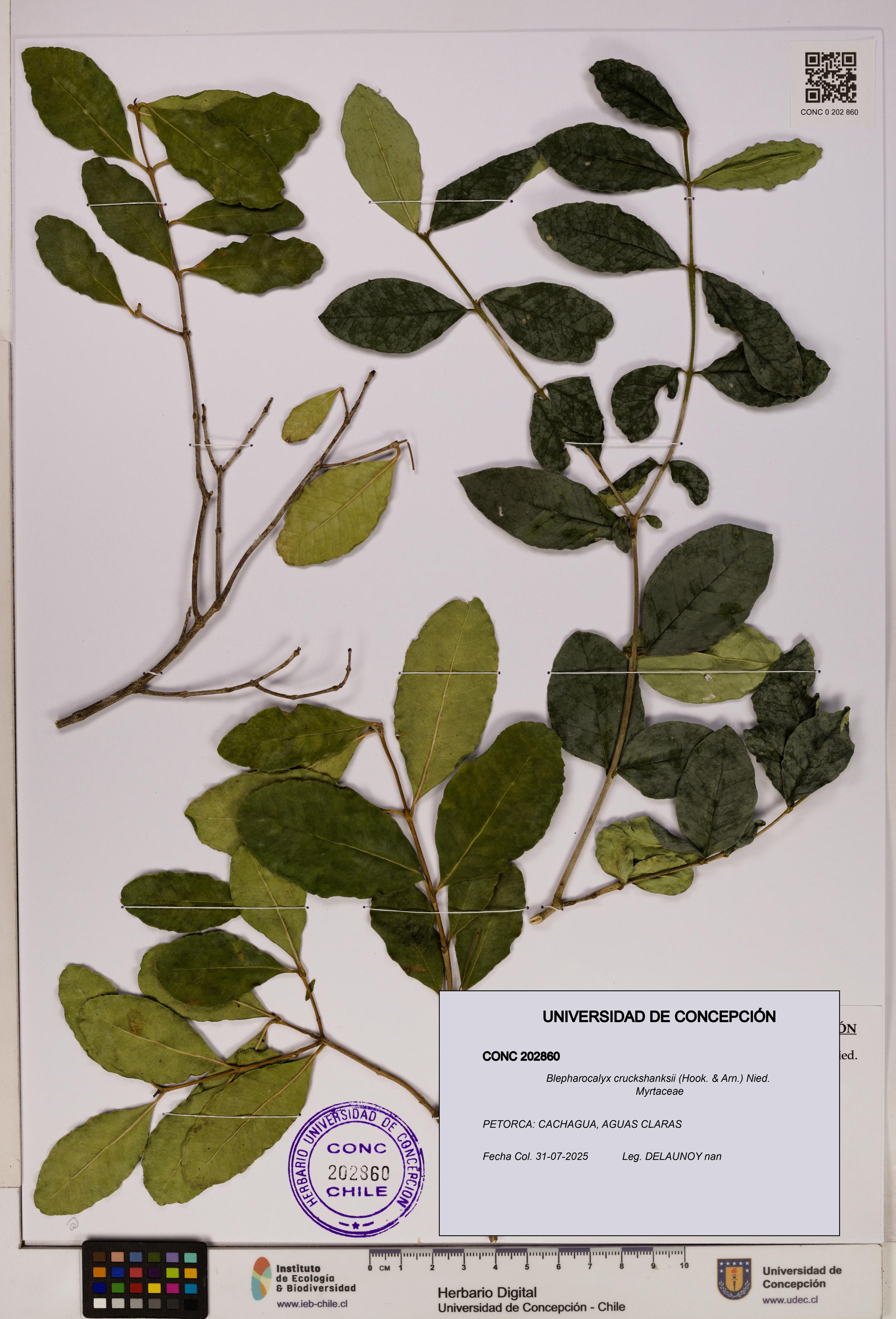 Blepharocalyx cruckshanksii [Espécimen: UDEC:CONC:0202860]