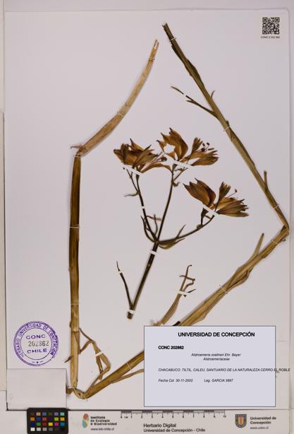 Alstroemeria zoellneri [Espécimen: UDEC:CONC:0202862]