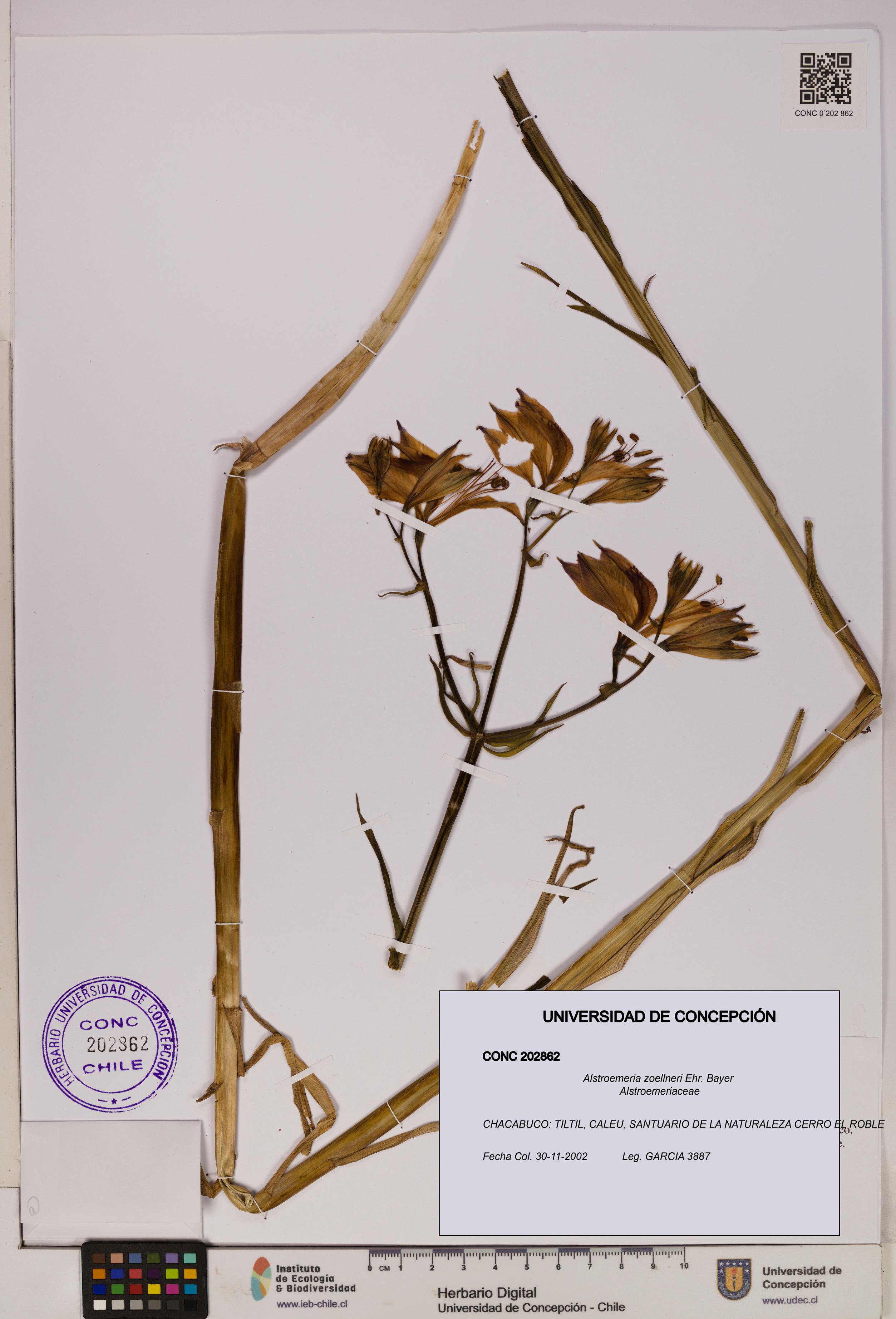 Alstroemeria zoellneri [Espécimen: UDEC:CONC:0202862]