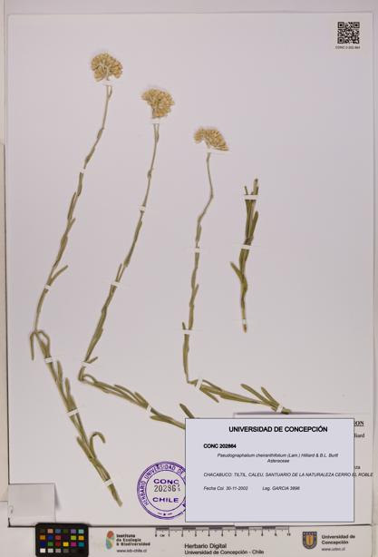 Pseudognaphalium cheiranthifolium [Espécimen: UDEC:CONC:0202864]