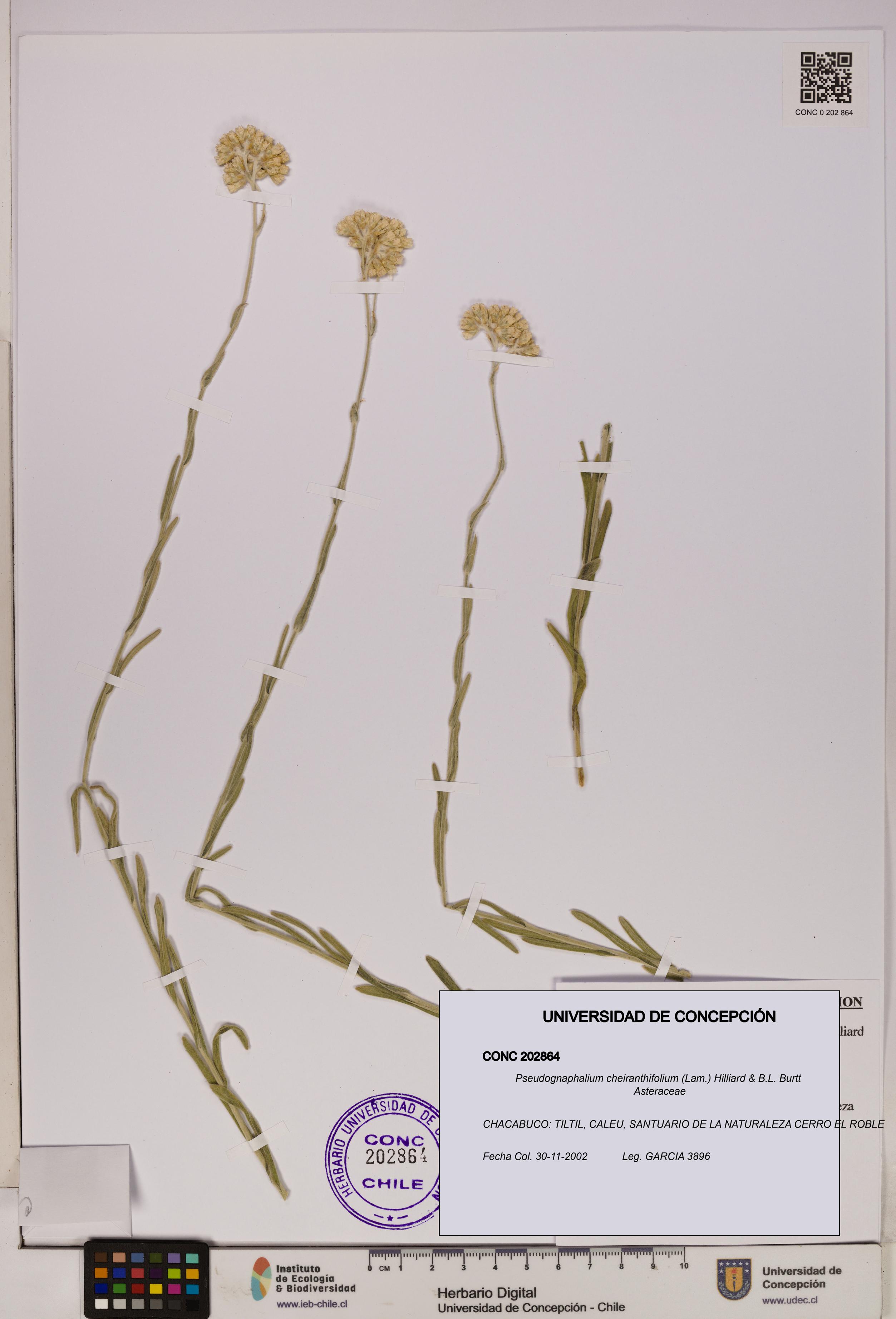 Pseudognaphalium cheiranthifolium [Espécimen: UDEC:CONC:0202864]