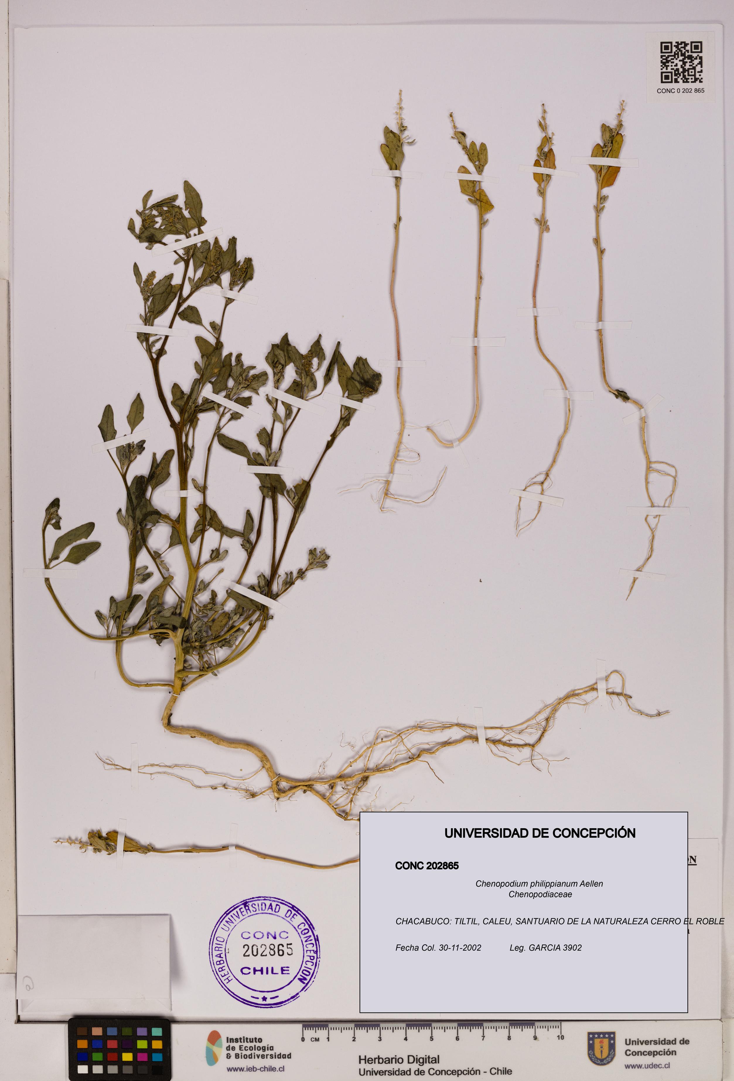 Chenopodium philippianum [Espécimen: UDEC:CONC:0202865]