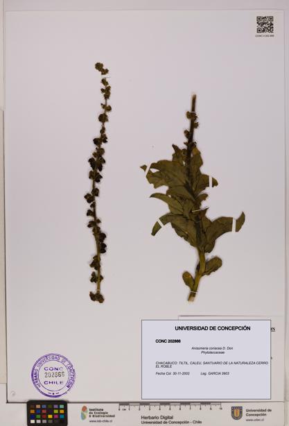 Anisomeria coriacea [Espécimen: UDEC:CONC:0202866]