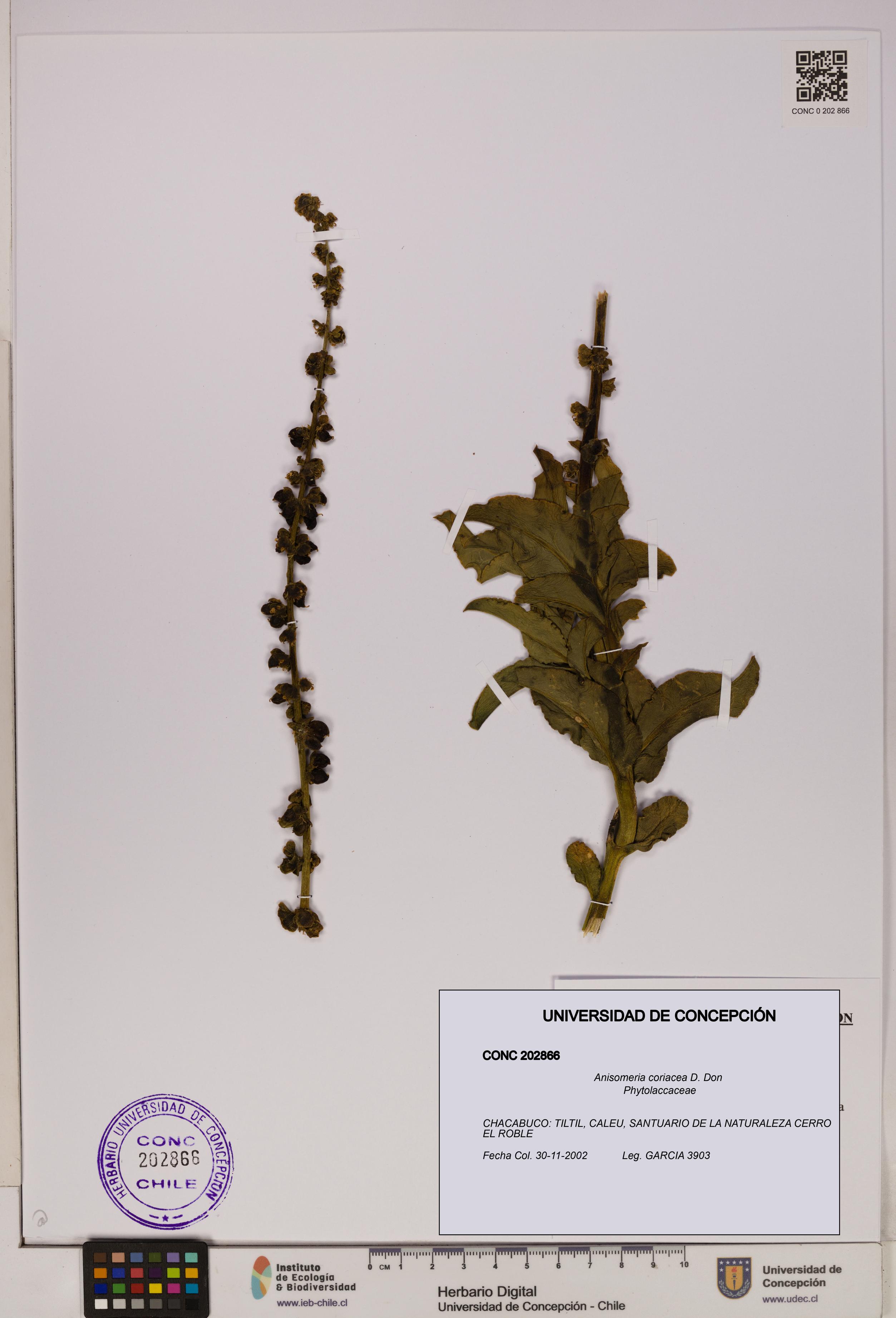 Anisomeria coriacea [Espécimen: UDEC:CONC:0202866]