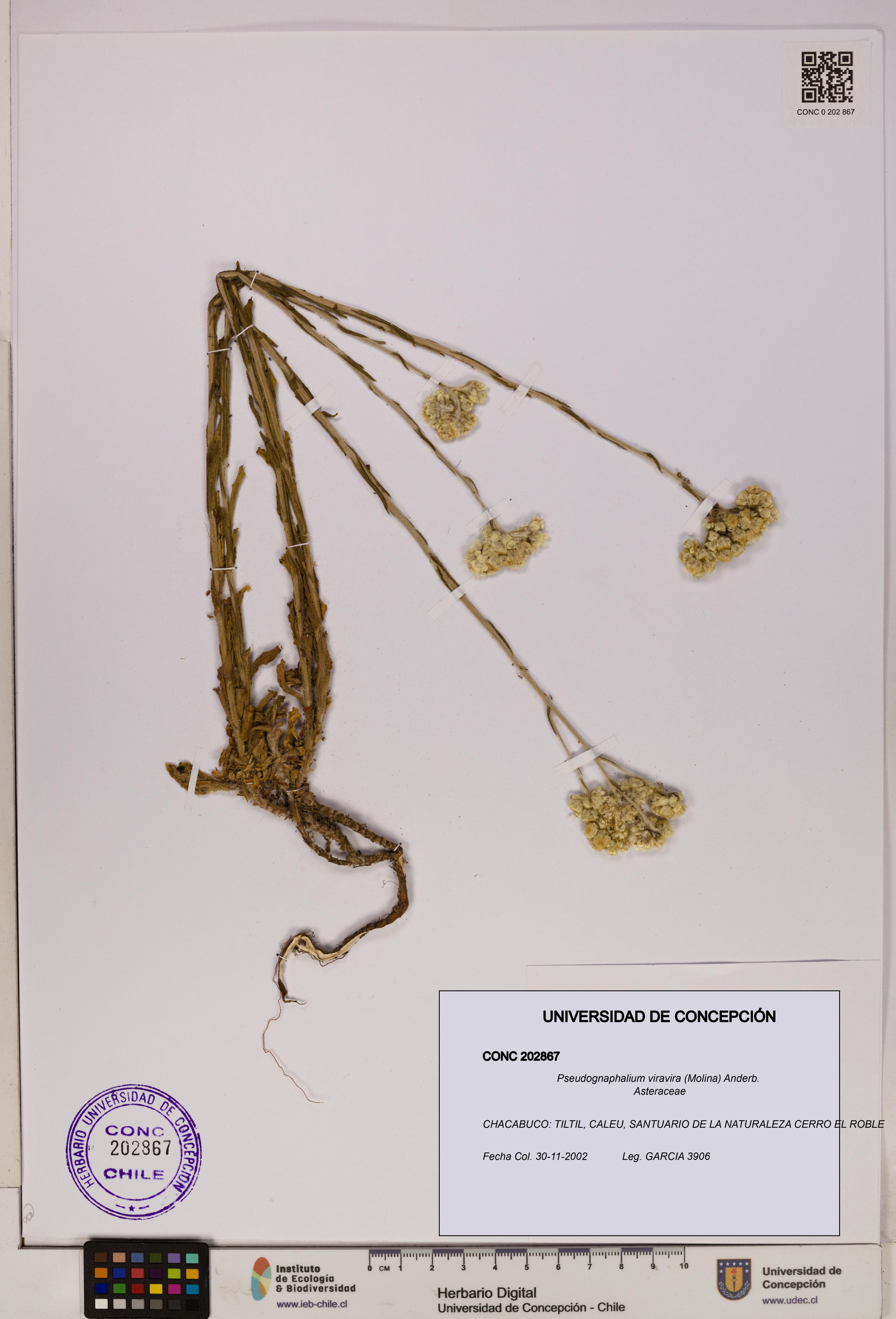 Pseudognaphalium viravira [Espécimen: UDEC:CONC:0202867]