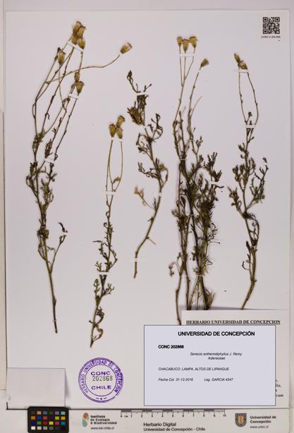 Senecio anthemidiphyllus [Espécimen: UDEC:CONC:0202868]