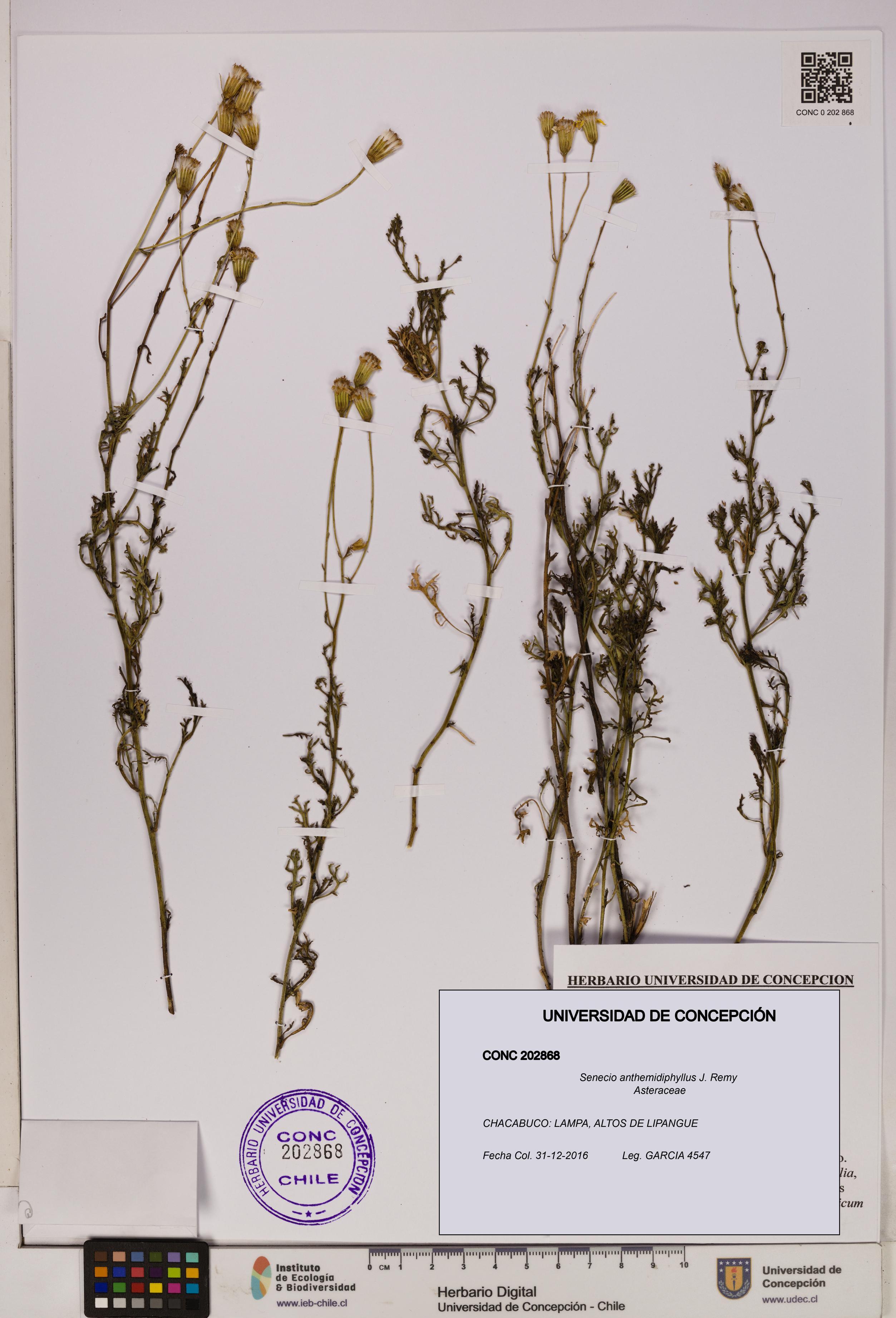 Senecio anthemidiphyllus [Espécimen: UDEC:CONC:0202868]