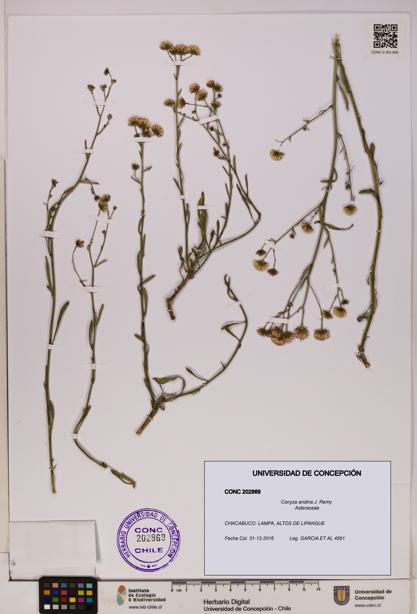 Conyza andina [Espécimen: UDEC:CONC:0202869]