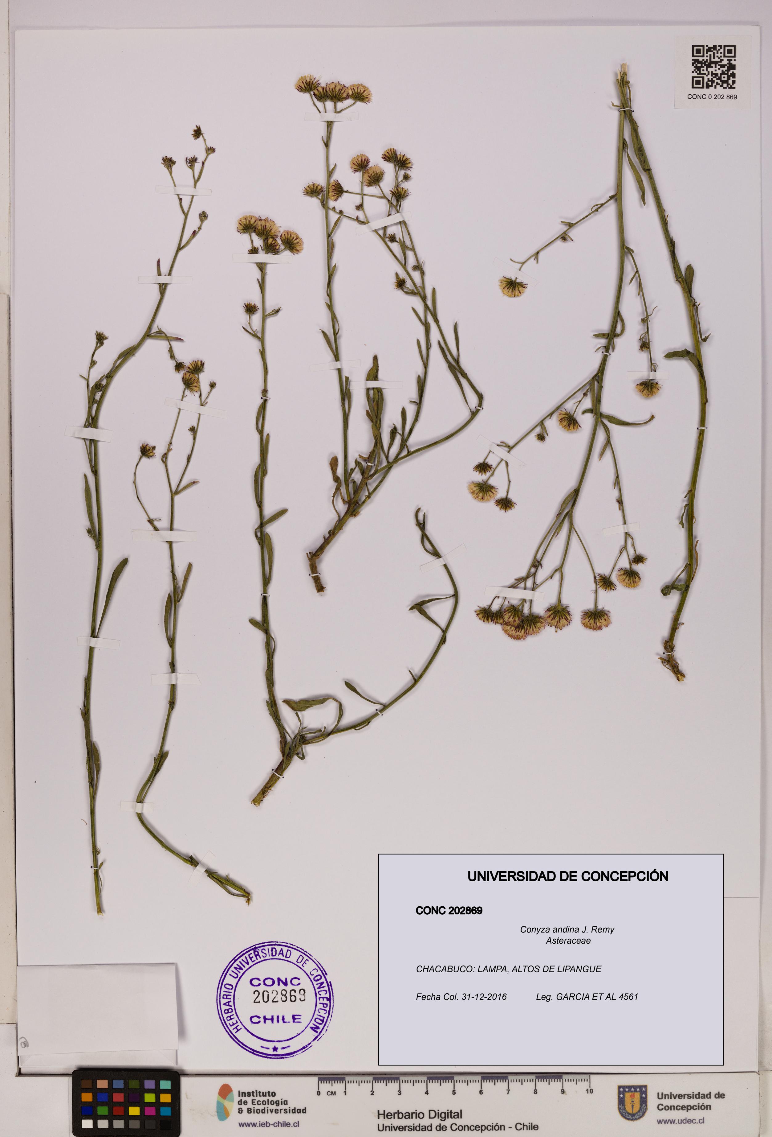 Conyza andina [Espécimen: UDEC:CONC:0202869]