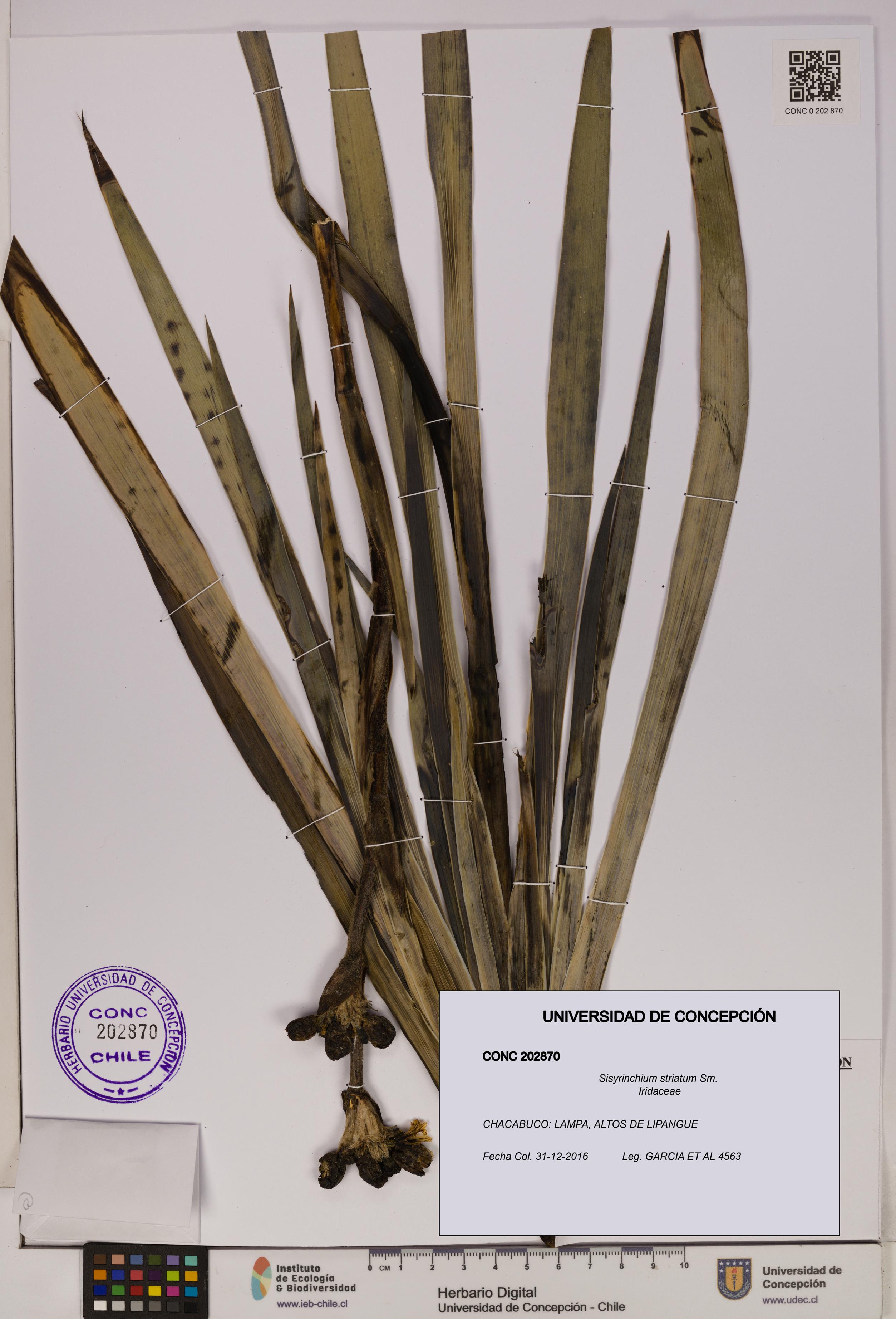 Sisyrinchium striatum [Espécimen: UDEC:CONC:0202870]