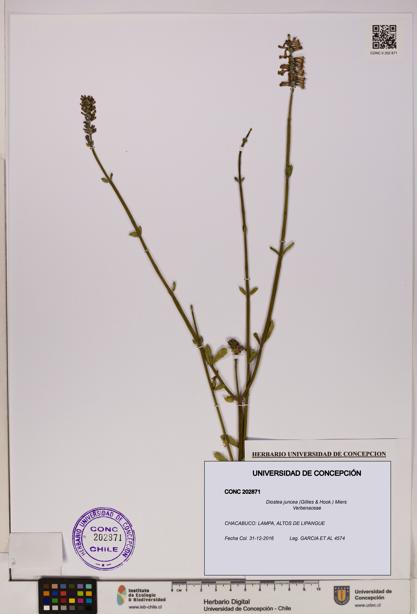 Diostea juncea [Espécimen: UDEC:CONC:0202871]