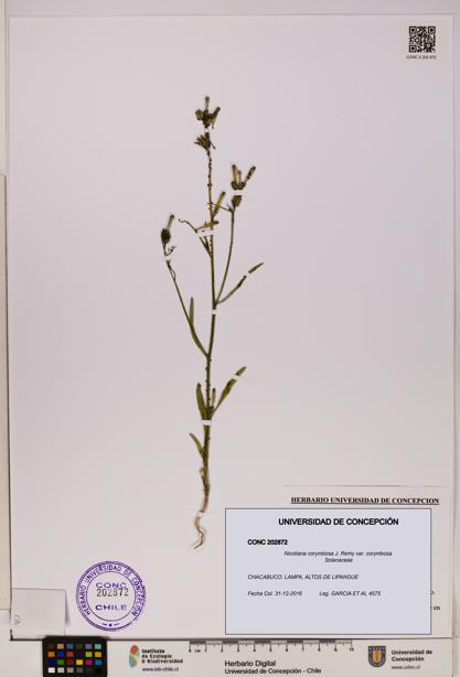 Nicotiana corymbosa var. corymbosa [Espécimen: UDEC:CONC:0202872]