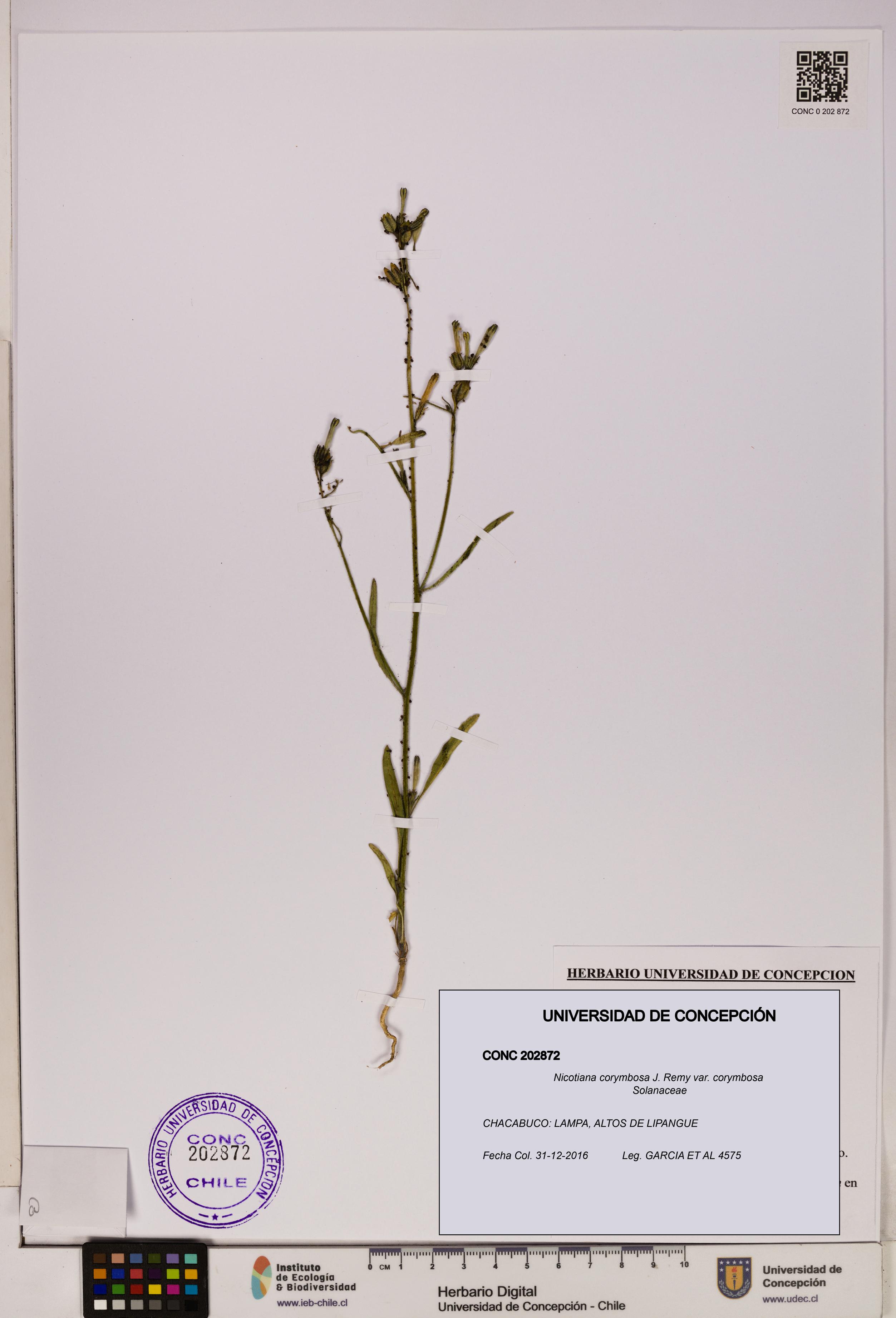 Nicotiana corymbosa var. corymbosa [Espécimen: UDEC:CONC:0202872]