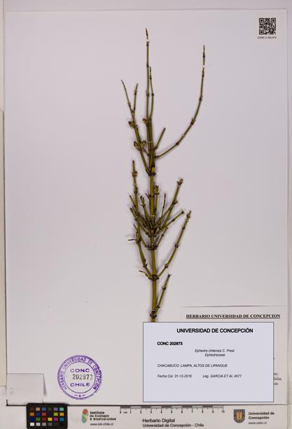 Ephedra chilensis [Espécimen: UDEC:CONC:0202873]