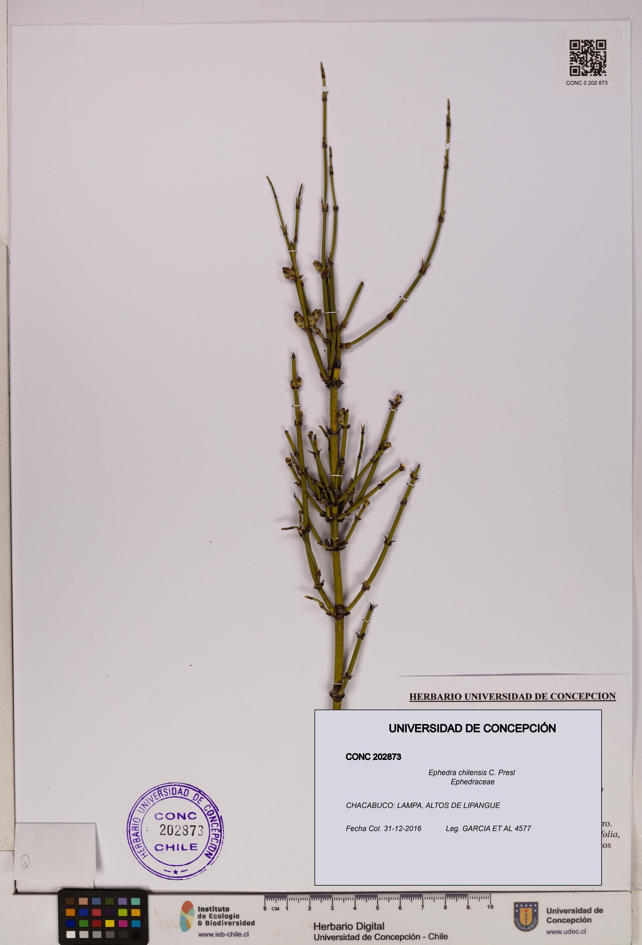 Ephedra chilensis [Espécimen: UDEC:CONC:0202873]