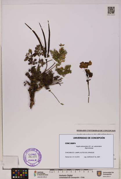 Argylia adscendens var. adscendens [Espécimen: UDEC:CONC:0202874]