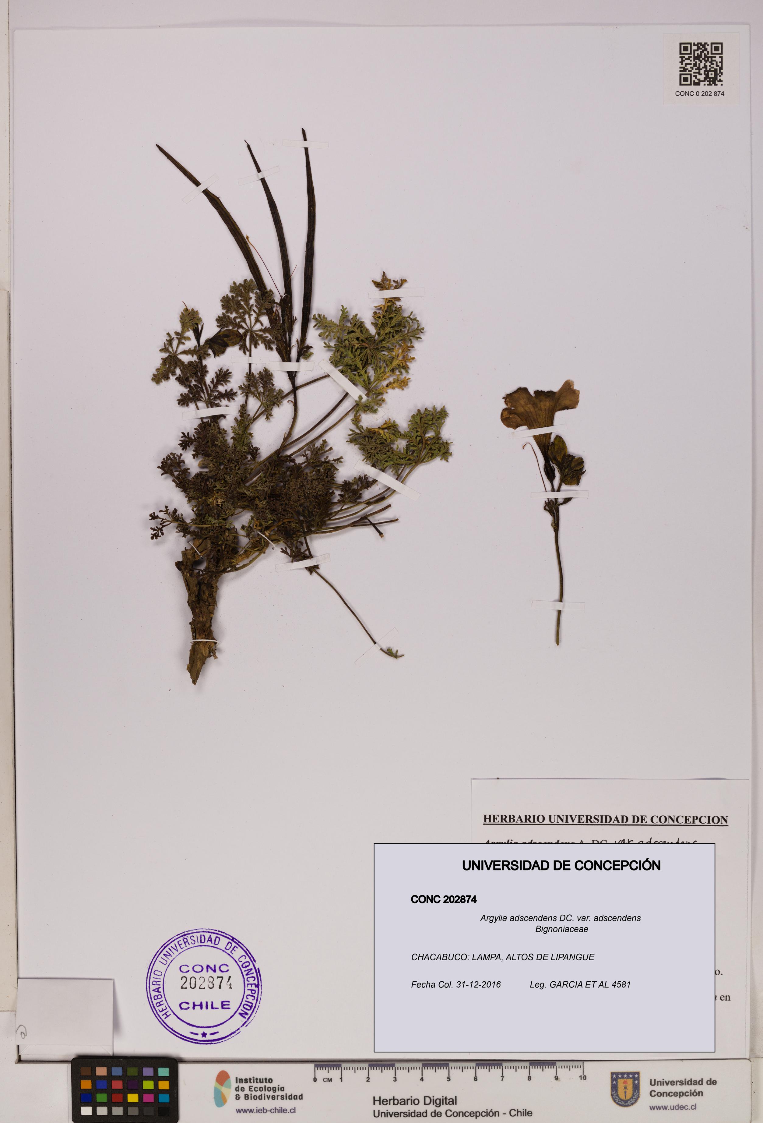 Argylia adscendens var. adscendens [Espécimen: UDEC:CONC:0202874]