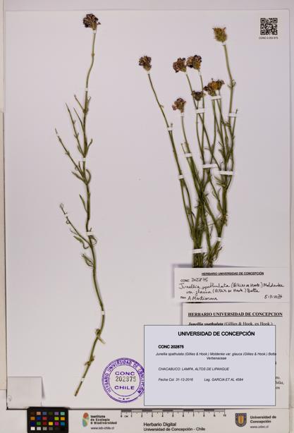 Junellia spathulata var. glauca [Espécimen: UDEC:CONC:0202875]