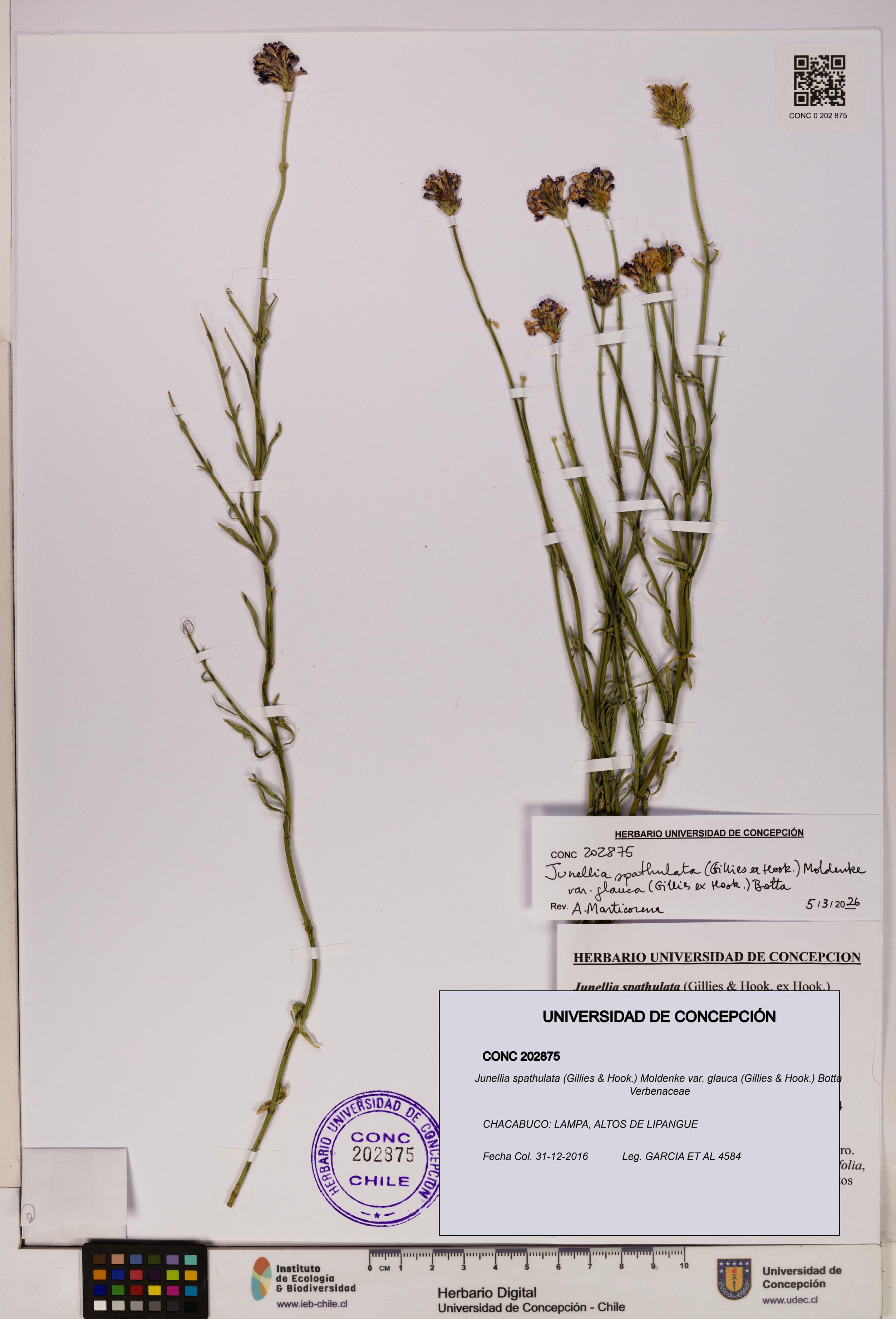 Junellia spathulata var. glauca [Espécimen: UDEC:CONC:0202875]