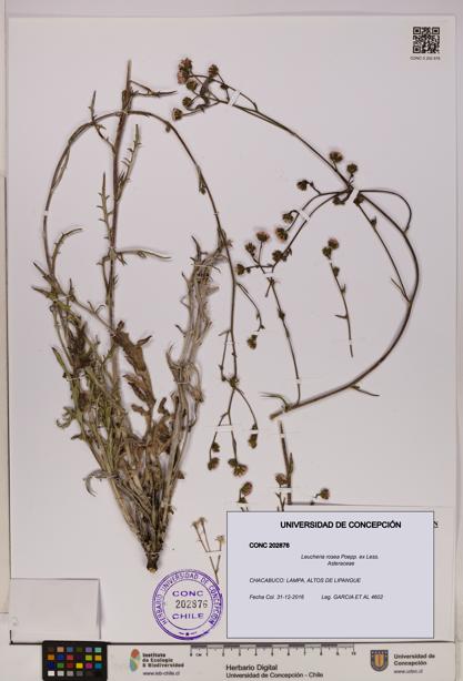 Leucheria rosea [Espécimen: UDEC:CONC:0202876]