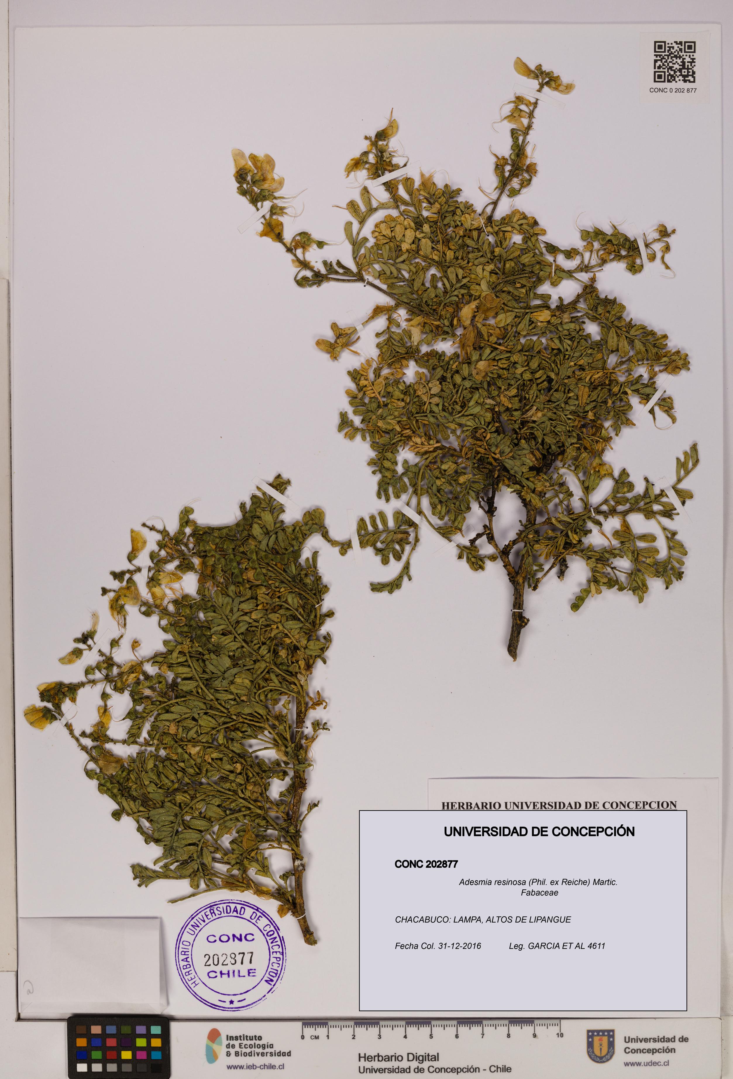 Adesmia resinosa [Espécimen: UDEC:CONC:0202877]