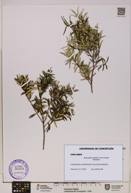 Myrceugenia pinifolia [Espécimen: UDEC:CONC:0202878]